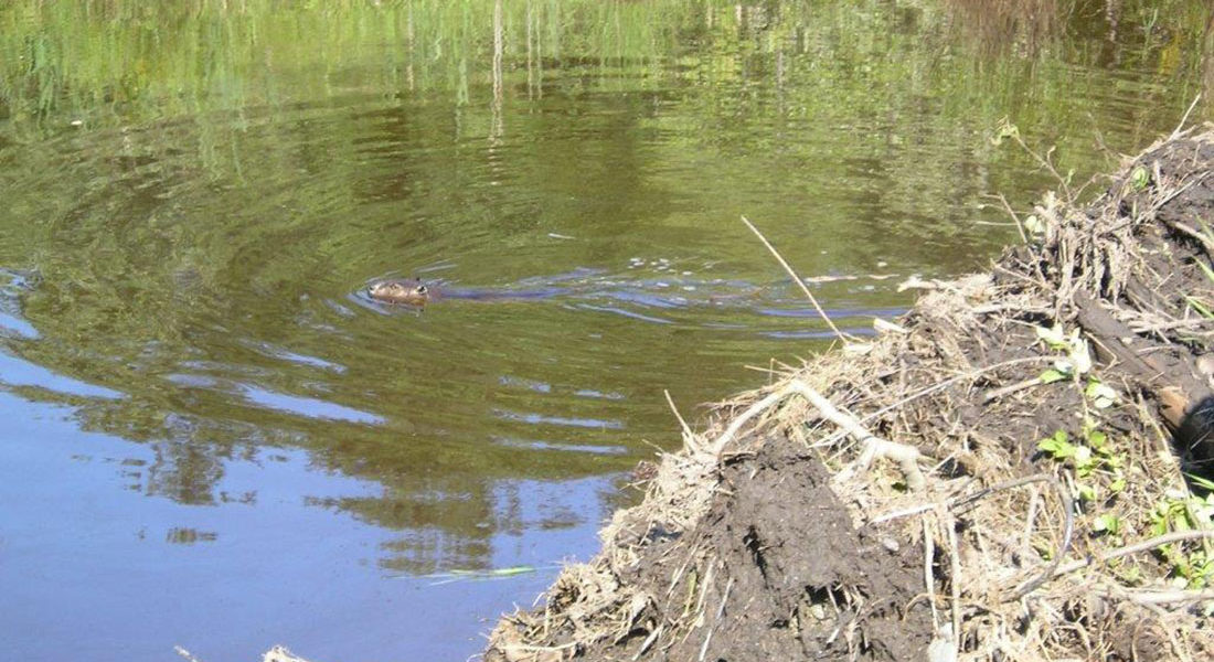 Using Beaver Pond Levelers to Control Flooding - Beaver Solutions LLC